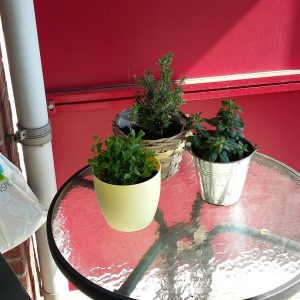 Lente: plantjes op het balkon